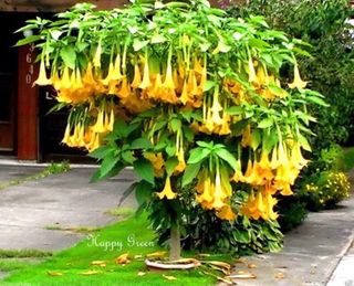 15 semillas de Floripondio de 3 colores distintos