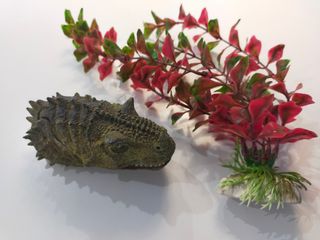 planta pecera y carnotaurus