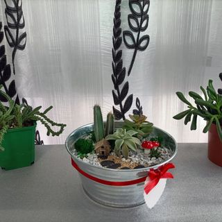 terrario cactus y suculentas