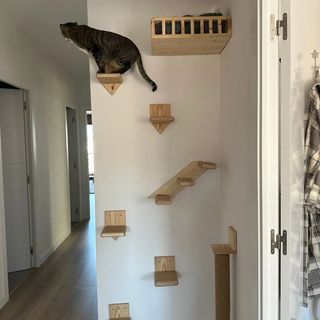 Rascador de pared para gatos