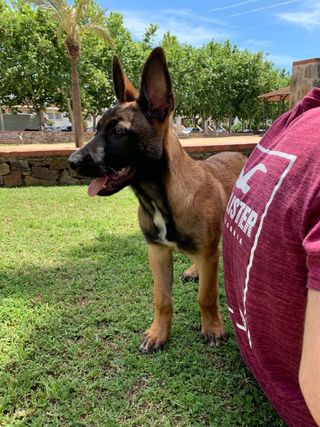 Adiestrador,canino,adiestrar,perro,educación,clase