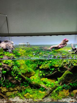 Pantallas LED Acuarios Plantados y Marino a medida