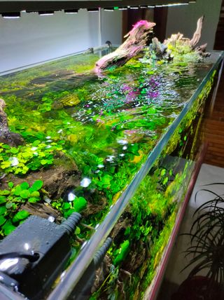 Pantallas LED Acuarios Plantados y Marino a medida