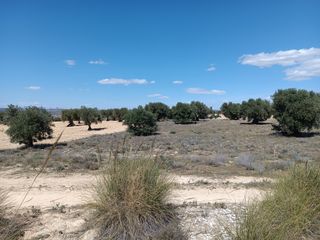 Parcela 3800m con 17 olivos en un sitio con vistas