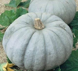 Semillas de calabaza "Invierno" (5 unidades)