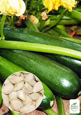 Semillas de calabacín "Nefertiti" (5 unidades)