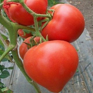 Semillas de tomate "Gran Mamá" (10 unidades)