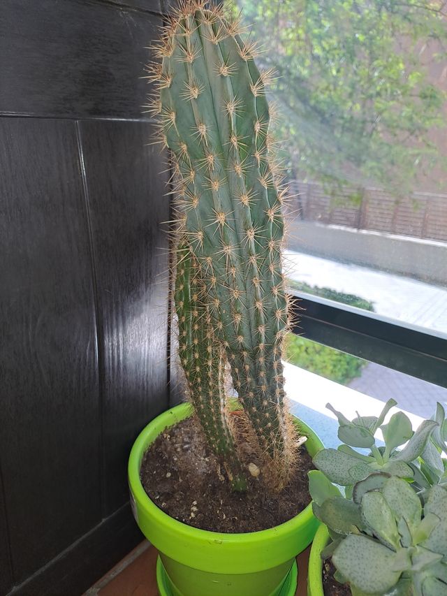 Cactus