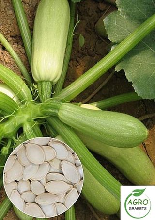 Semillas de calabacín "Arbusto temprano"(10 unds)