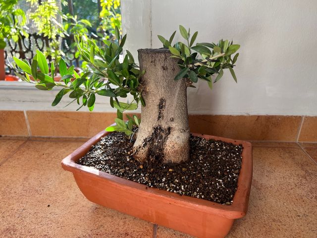 PREBONSAI OLIVO
