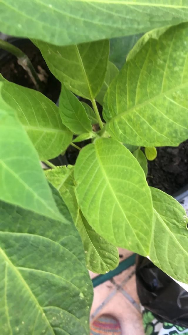 Planta.Brugmansia arborea. Trompetero