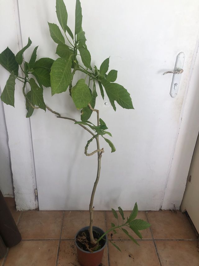 Planta.Brugmansia arborea. Trompetero