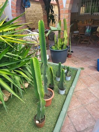 cactus 🌵 candelabro