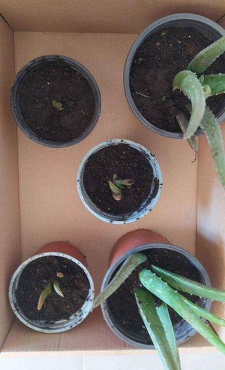 aloe vera