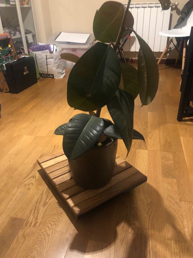 Base soporte para macetas con ruedas