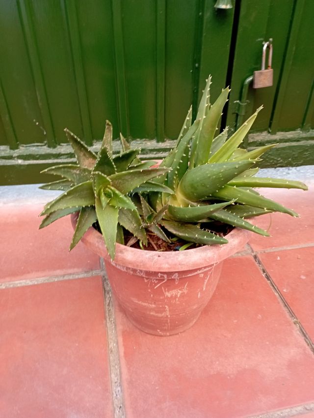 Planta natural, muy verde