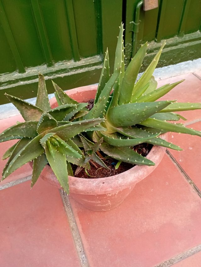 Planta natural, muy verde