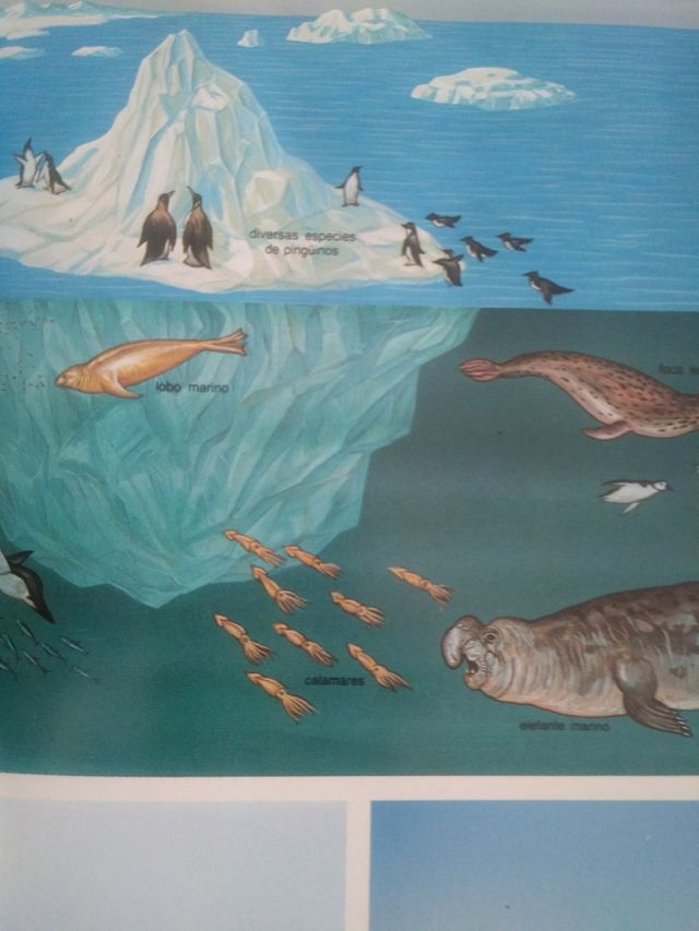 Tres tomos 4-4-5, de la coleccion Costeau