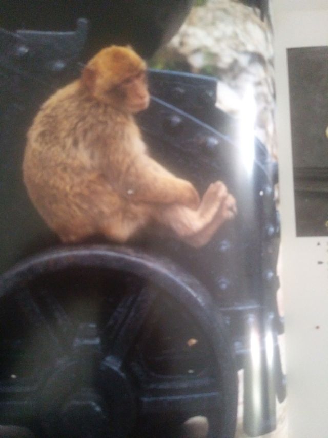 Gibraltar ( libro en ingles)