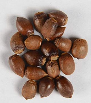 Semillas de Tejo - Taxus Baccata