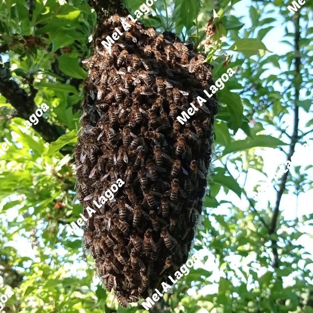 RECOGEMOS ENJAMBRES DE ABEJAS