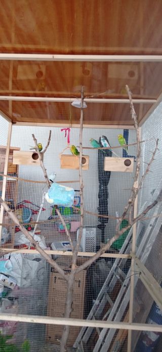 Voladero para pájaros