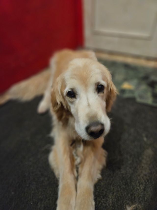 CUIDADOR PERRO DOGSITTER