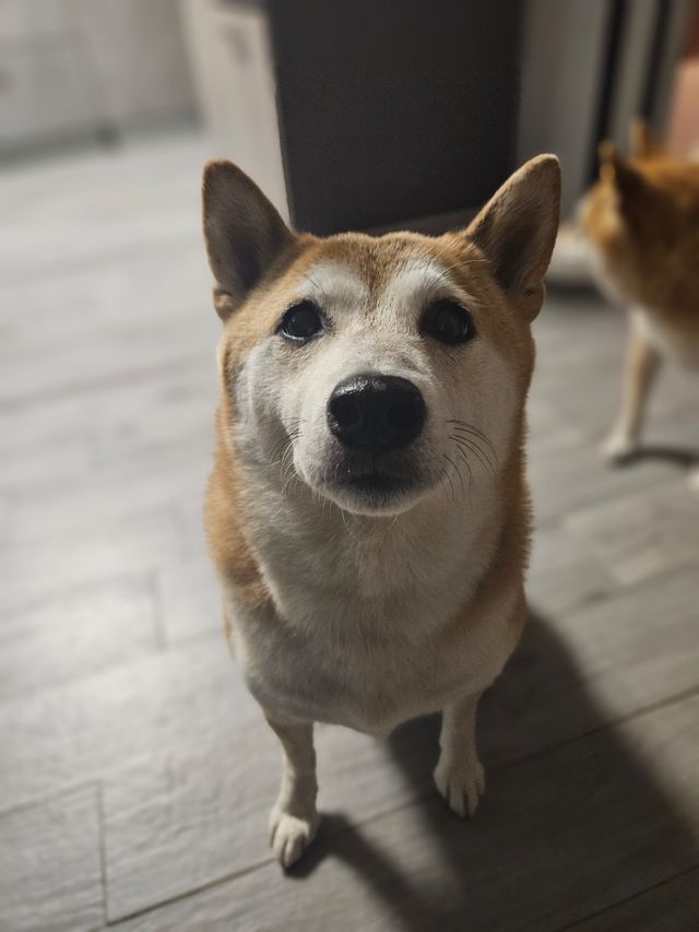 CUIDADOR PERRO DOGSITTER