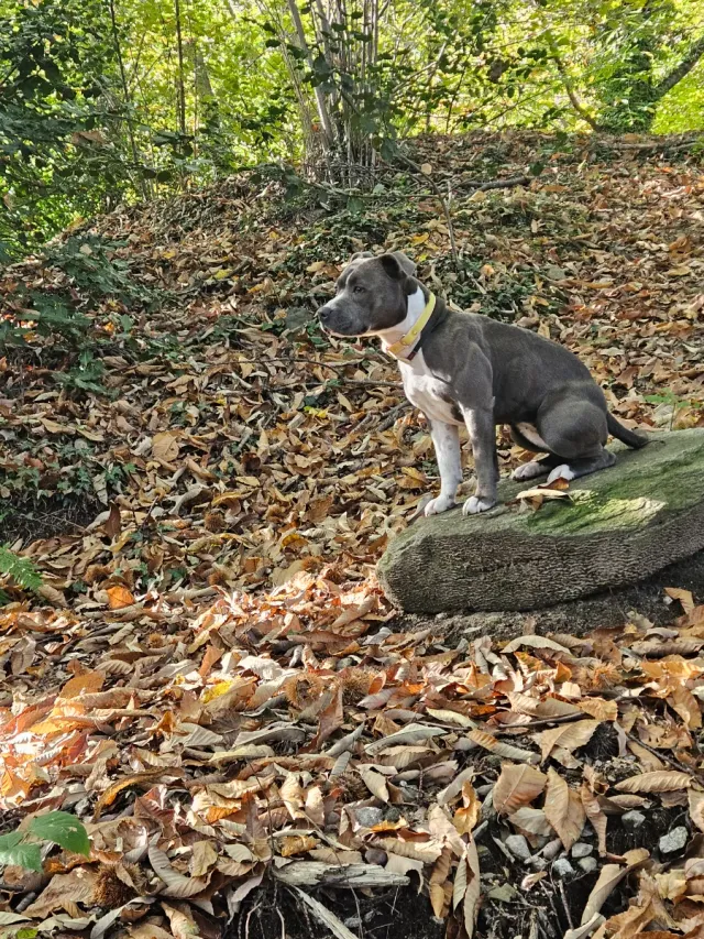 CUIDADOR PERRO DOGSITTER