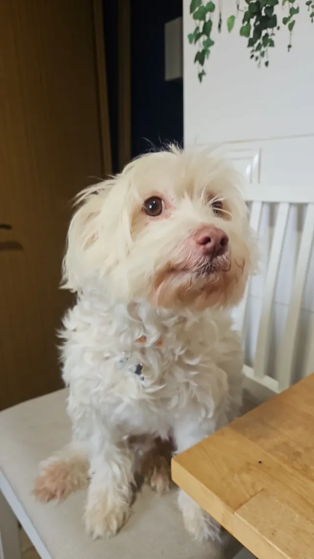 CUIDADOR PERRO DOGSITTER