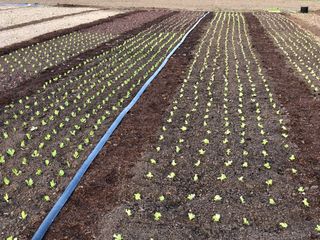 Venta de Compost/Estiercol