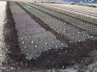 Venta de Compost/Estiercol