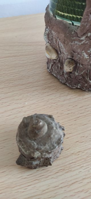 Bottiglia souvenir vintage con carillon