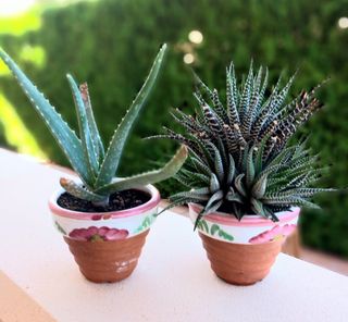 LOTE DOS MACETAS CON CACTUS