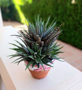 LOTE DOS MACETAS CON CACTUS