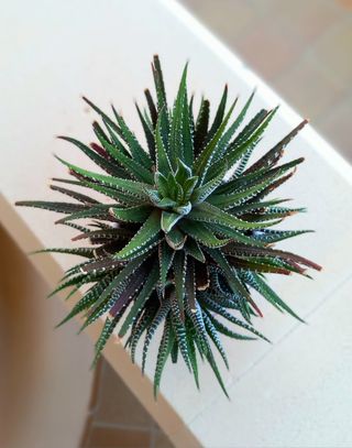 LOTE DOS MACETAS CON CACTUS