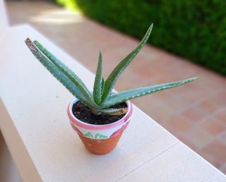 LOTE DOS MACETAS CON CACTUS