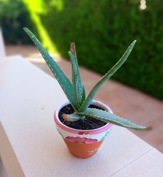 LOTE DOS MACETAS CON CACTUS