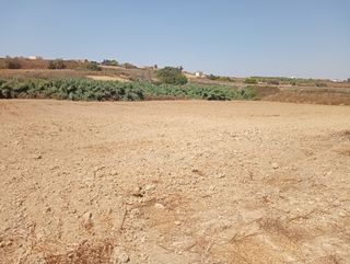 FINCA RÚST. de regadío en MOGUER (HUELV. 679820335