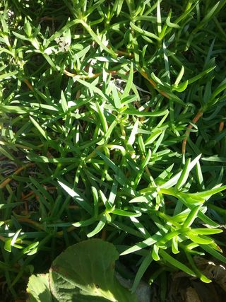 elegante planta crasa corredera con flor,+10 esque