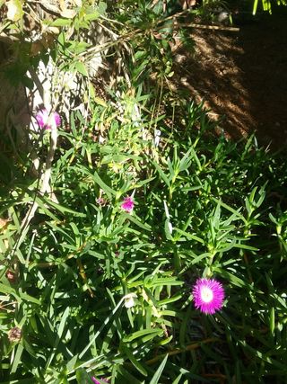 elegante planta crasa corredera con flor,+10 esque
