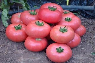 Semillas de tomate "Rey Rosa" (10 unidades)