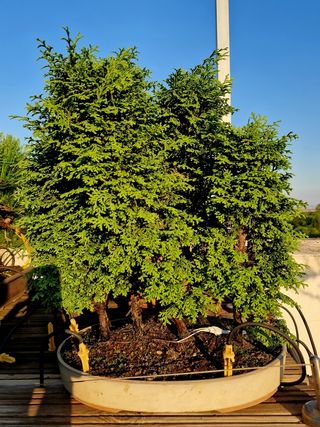 Abono para bonsái y plantas INARI