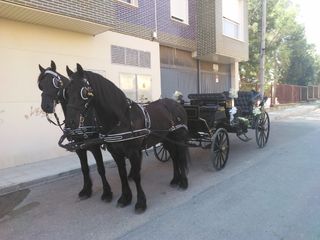 carruajes de caballos