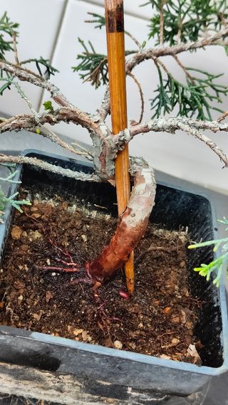 REBAJADO - Prebonsai 2 Junípero Itoigawa bonsai