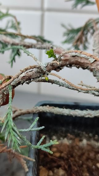 REBAJADO - Prebonsai 2 Junípero Itoigawa bonsai