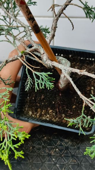 REBAJADO - Prebonsai 2 Junípero Itoigawa bonsai