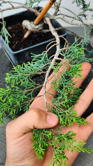 REBAJADO - Prebonsai 2 Junípero Itoigawa bonsai