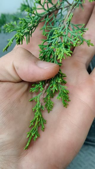 REBAJADO - Prebonsai 2 Junípero Itoigawa bonsai