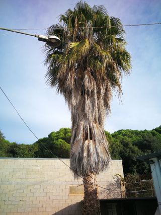 poda en altura i desbroce